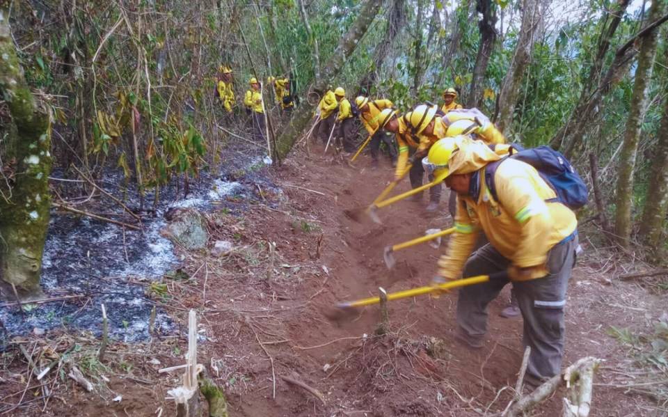 Continúan activos nueve incendios forestales en Veracruz; lista de municipios afectados – Diario de Xalapa