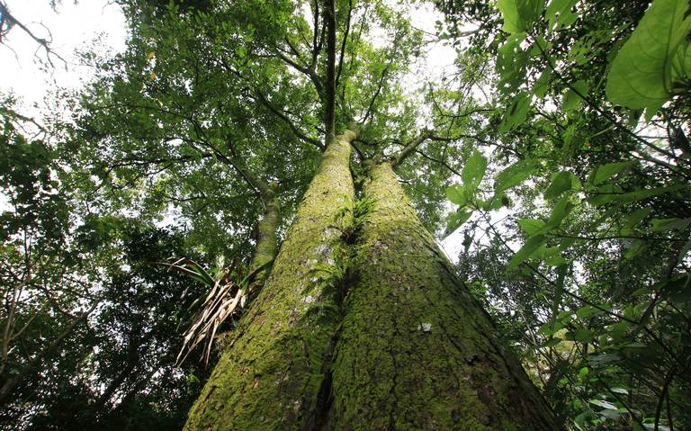 Nacimiento ecológico y la importancia de no usar musgo esta Navidad - El  Sol de Tlaxcala