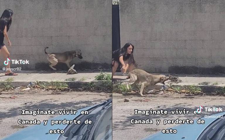 son iguanas como perros