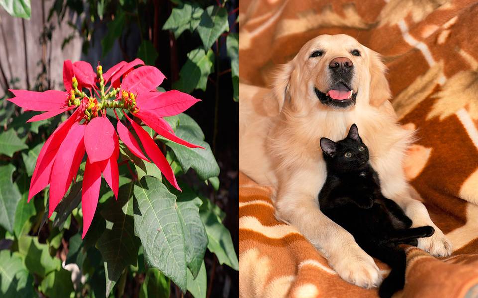 son las flores de pascua venenosas para perros y gatos