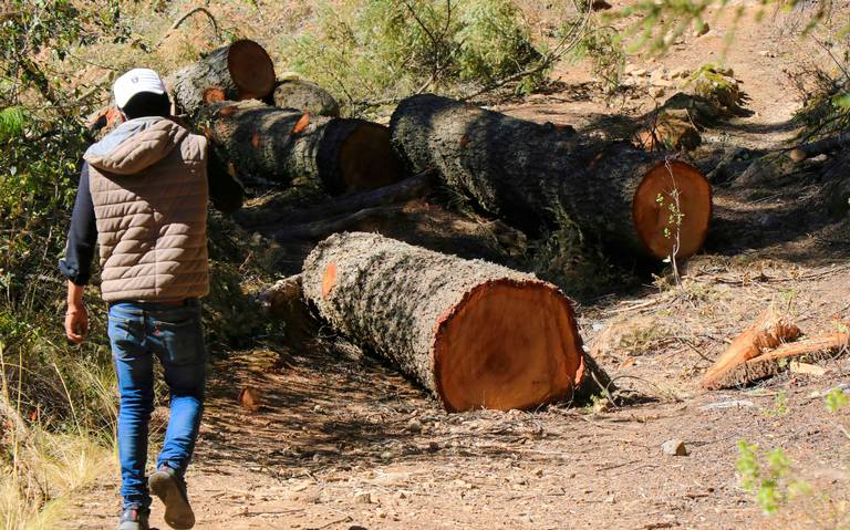 Arrasan con árboles en zona del Cofre; pelean comunidades Tala Clandestina  Cofre de Perote Bosques Áreas Verdes - Diario de Xalapa | Noticias Locales,  Policiacas, sobre México, Veracruz, y el Mundo