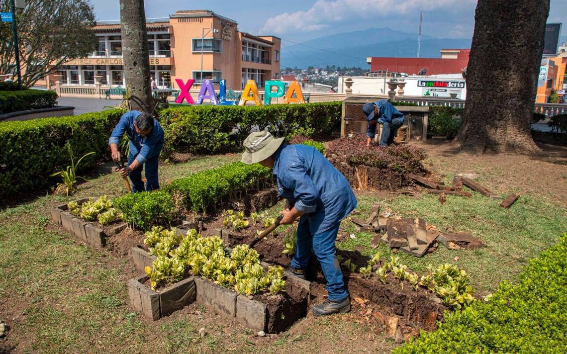 Porqué el Ayuntamiento de Xalapa está cortando y podando árboles? - Diario  de Xalapa | Noticias Locales, Policiacas, sobre México, Veracruz, y el Mundo