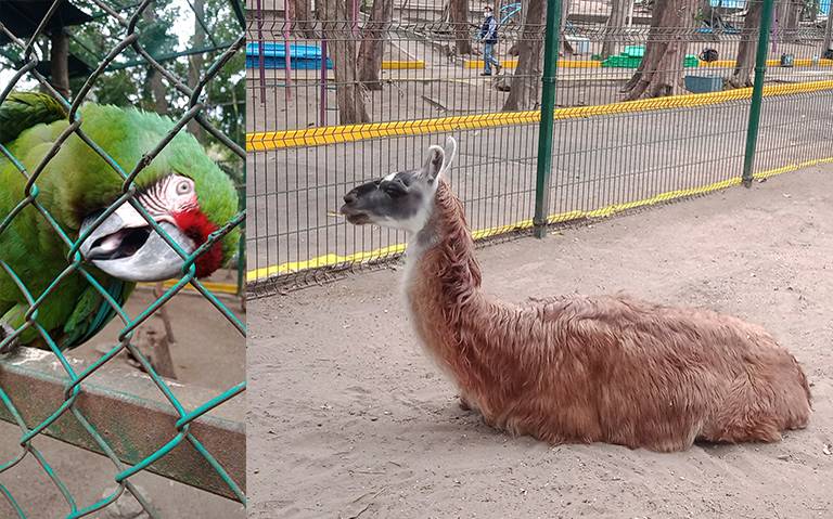 Qué precio tiene la entrada del zoológico de Veracruz? - Diario de Xalapa |  Noticias Locales, Policiacas, sobre México, Veracruz, y el Mundo