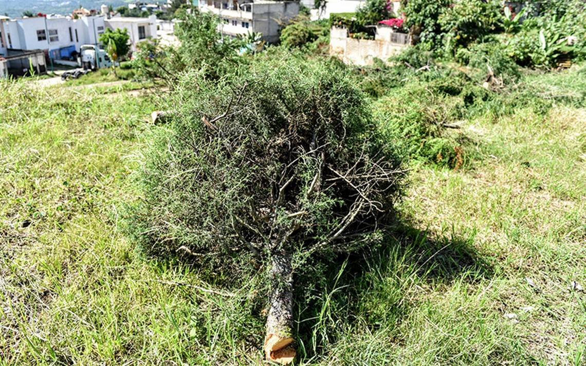 Quién dio permiso para talar árboles en Homex? Vecinos se quejan - Diario de  Xalapa | Noticias Locales, Policiacas, sobre México, Veracruz, y el Mundo