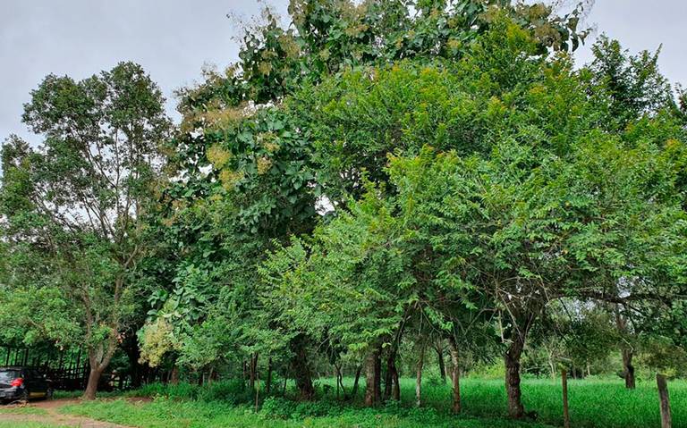 Ve cómo con árboles puede detenerse daño ecológico árboles bosque  naturaleza fauna flores medicinal Veracruz - Diario de Xalapa | Noticias  Locales, Policiacas, sobre México, Veracruz, y el Mundo