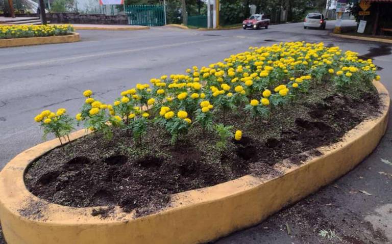 Roban flor de cempasúchil plantada frente al Inecol, ¿qué ocurrió? - Diario  de Xalapa | Noticias Locales, Policiacas, sobre México, Veracruz, y el Mundo