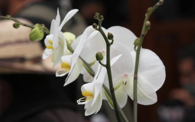 Primera Expoventa de Orquídeas y Suculentas en el Nido del Halcón: fecha y  horarios - Diario de Xalapa | Noticias Locales, Policiacas, sobre México,  Veracruz, y el Mundo