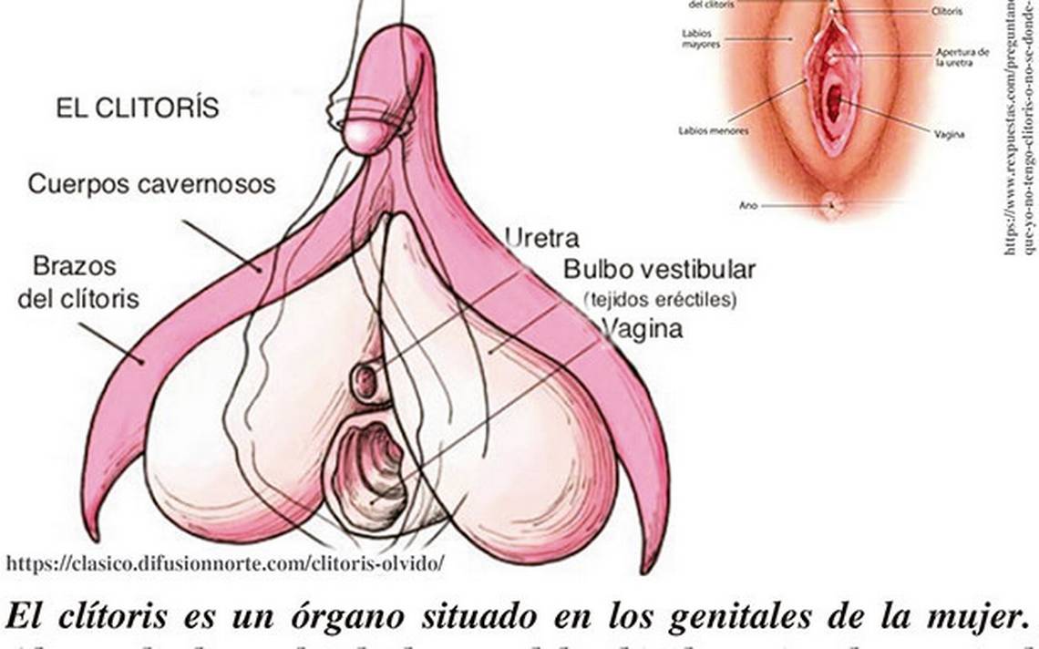 Los clítoris mas grandes