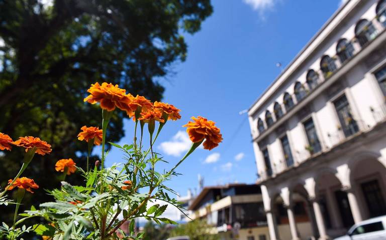 Buena flor de cempasúchil?, en San Pablo Coapan productores tendrán venta  de artículos de Día de Muertos en Naolinco - Diario de Xalapa | Noticias  Locales, Policiacas, sobre México, Veracruz, y el Mundo