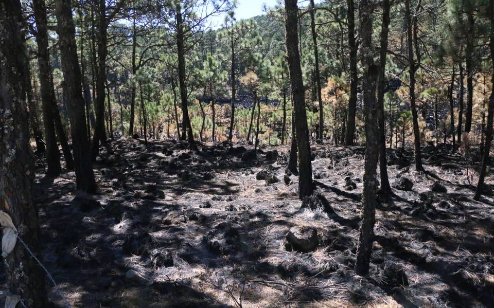 Incendios forestales en Veracruz, ¿en qué zonas se han registrado y cuántas hectáreas han dañado? – Diario de Xalapa