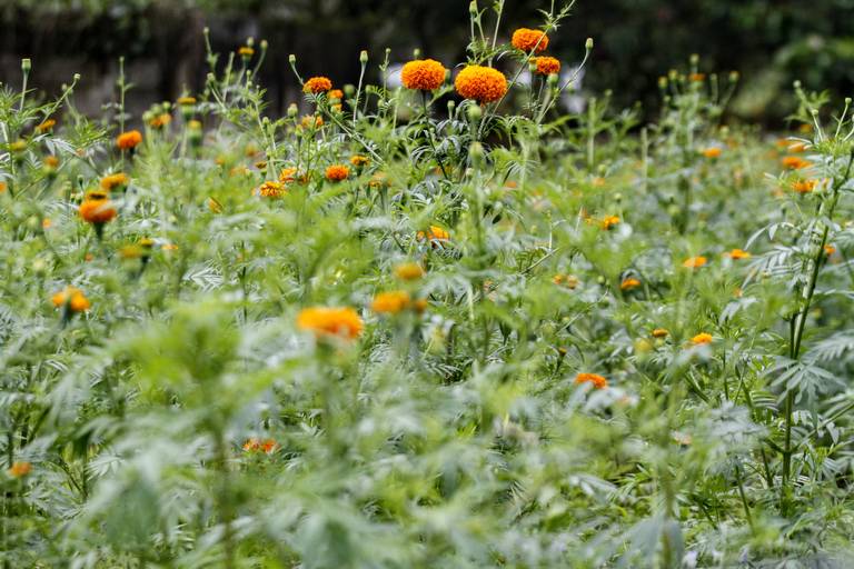 En este pueblo veracruzano siembran hermosas flores de muerto los  productores de San Pablo Coapan - El Sol de Orizaba | Noticias Locales,  Policiacas, sobre México, Veracruz y el Mundo