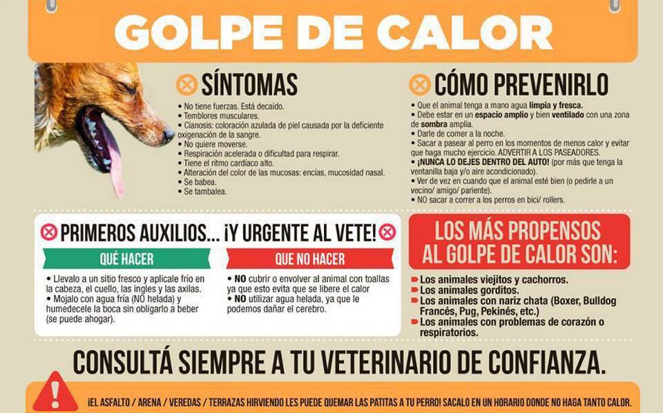 un perro puede sobrevivir a un golpe de calor