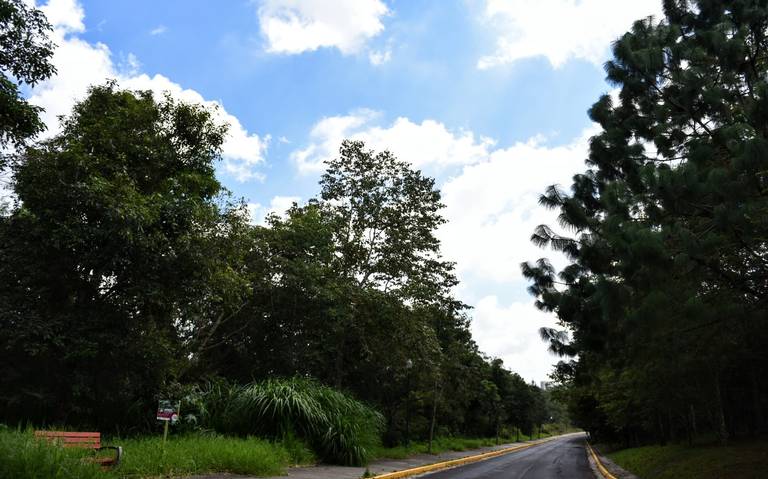 Cómo sufre el Parque Natura de Xalapa el cambio climático? - Diario de  Xalapa | Noticias Locales, Policiacas, sobre México, Veracruz, y el Mundo
