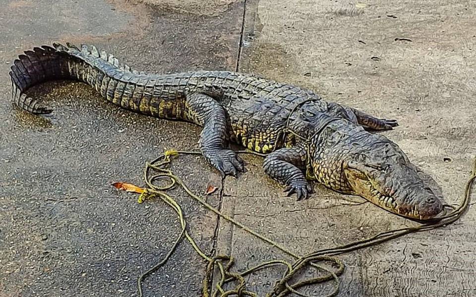 Capturan cocodrilo de más de 3 metros en Coatzacoalcos, Veracruz: FOTOS -  Diario de Xalapa | Noticias Locales, Policiacas, sobre México, Veracruz, y  el Mundo