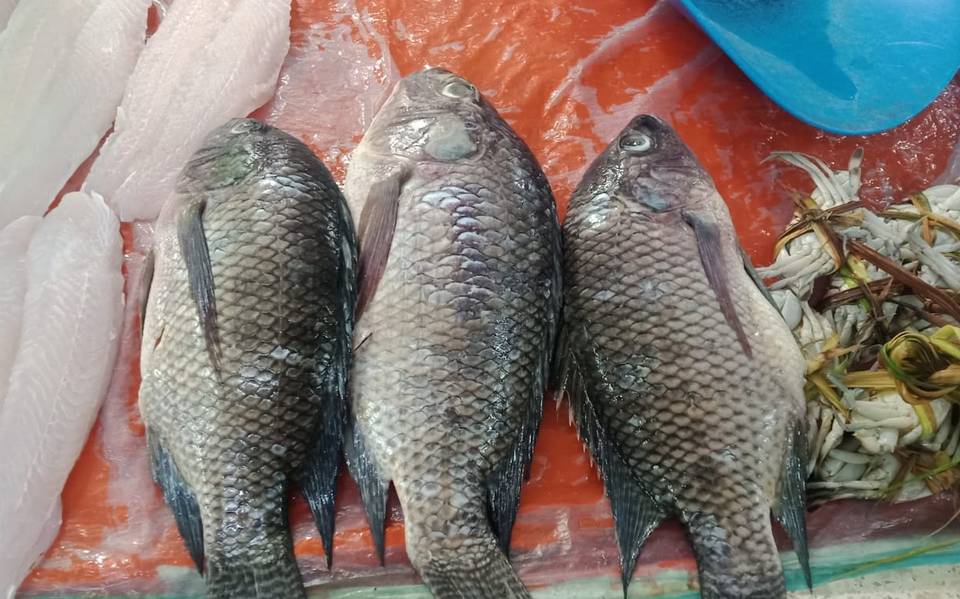 Precio de pescados y mariscos sufre alza en puerto de Veracruz - Diario de  Xalapa | Noticias Locales, Policiacas, sobre México, Veracruz, y el Mundo