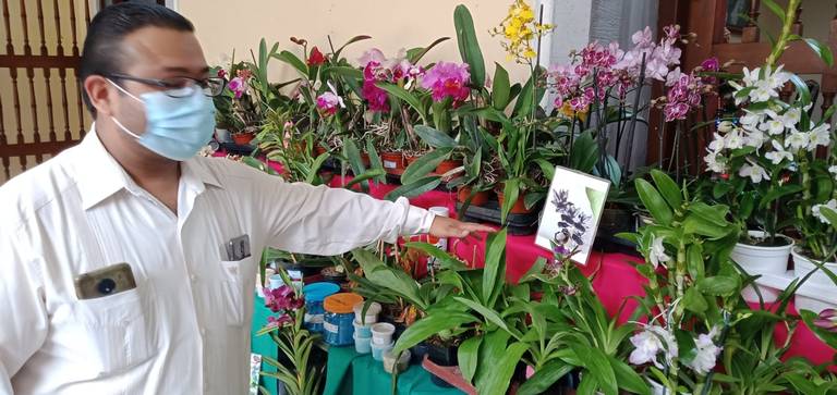 Se recupera venta de orquídeas en la entidad veracruzana, tras afectaciones  por pandemia de Covid-19, afirmó Oscar Espino Contreras, organizador del  festival nacional 