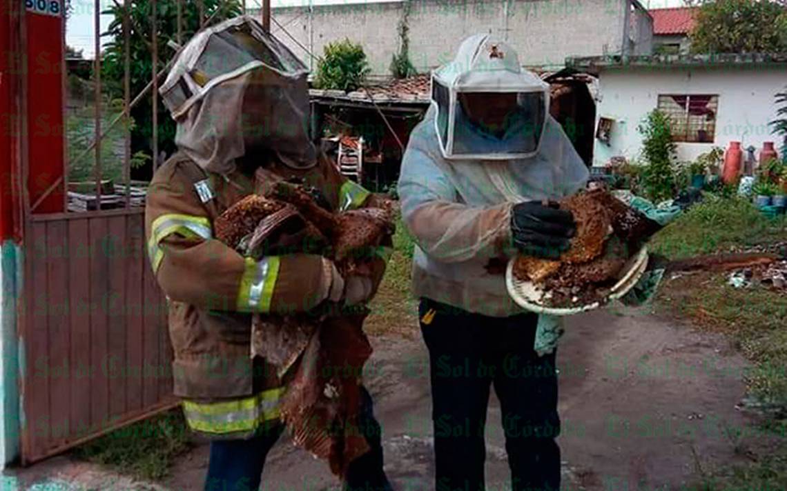 Enjambre Abejas Ataca Personas Cuitl Huac Ver Protecci N Civil