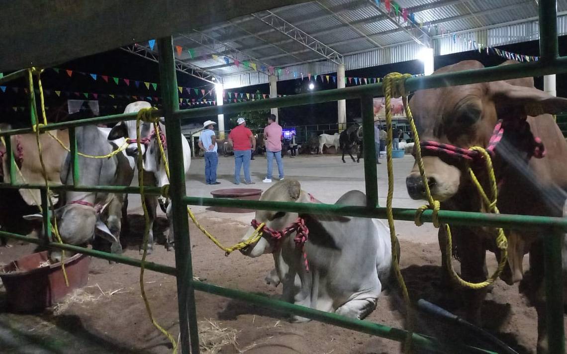 Feria de la Vaca Lechera en Las Choapas, Veracruz: actividades - Diario de  Xalapa | Noticias Locales, Policiacas, sobre México, Veracruz, y el Mundo