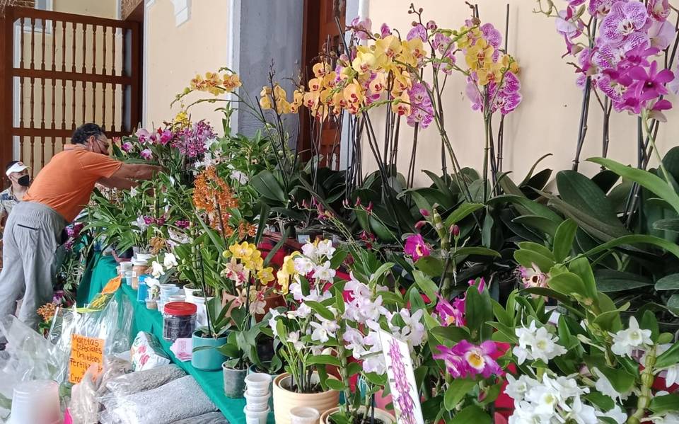 Se recupera venta de orquídeas en la entidad veracruzana, tras afectaciones  por pandemia de Covid-19, afirmó Oscar Espino Contreras, organizador del  festival nacional 