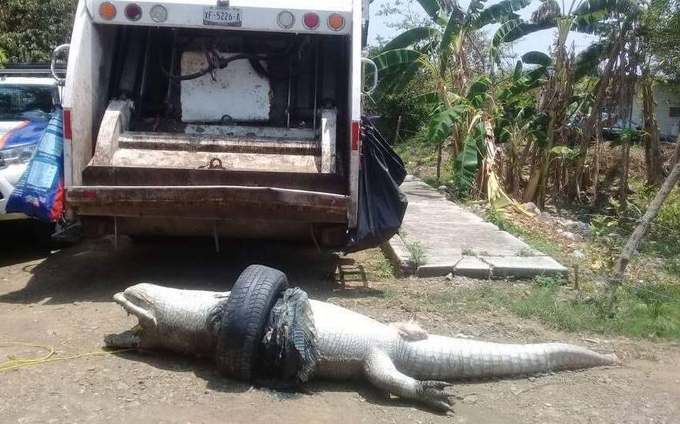 Cocodrilo queda atrapado en una llanta y muere por asfixia pantano Tuxpan  veracruz - El Sol de México | Noticias, Deportes, Gossip, Columnas