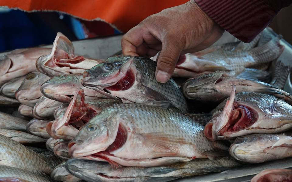 Recomendaciones para evitar intoxicaciones con pescados y mariscos - Diario  de Xalapa | Noticias Locales, Policiacas, sobre México, Veracruz, y el Mundo