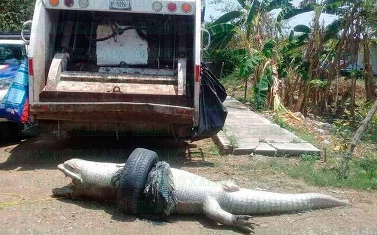 Abrirá PMA expediente muerte cocodrilo asfixiado llanta Protección animal  Medio Ambiente - Diario de Xalapa | Noticias Locales, Policiacas, sobre  México, Veracruz, y el Mundo