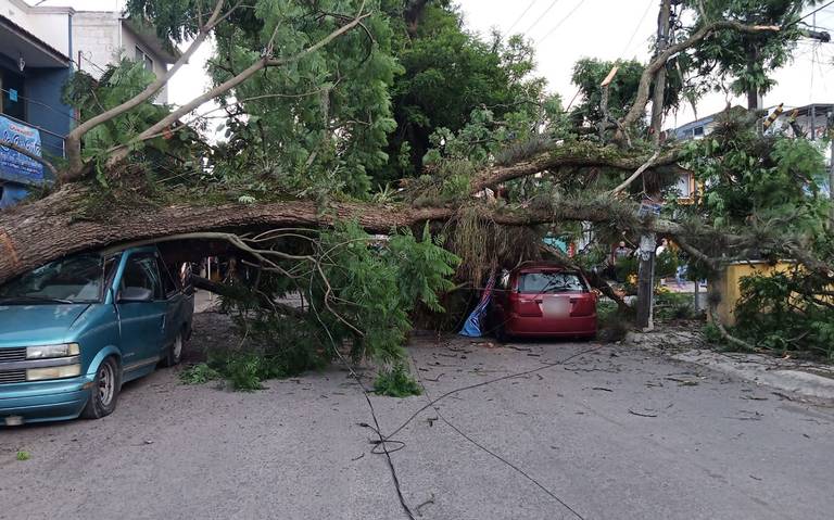 Cae árbol sobre camioneta y auto en fraccionamiento Lucas Martín en Xalapa  - Diario de Xalapa | Noticias Locales, Policiacas, sobre México, Veracruz,  y el Mundo